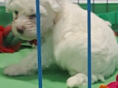 Vand Bichon frise