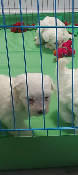 Vand Bichon frise