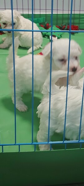 Vand Bichon frise