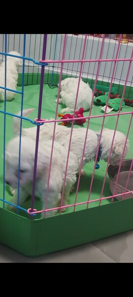 Vand Bichon frise