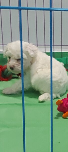 Vand Bichon frise