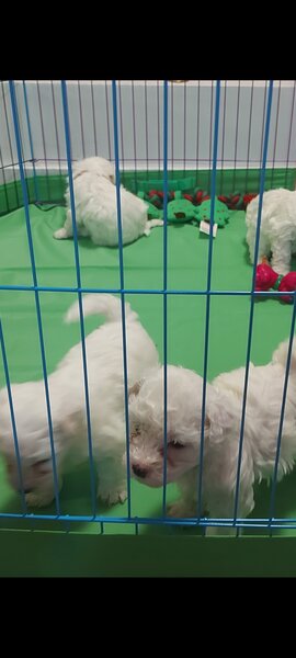 Vand Bichon frise