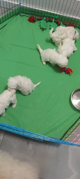 Vand Bichon frise