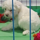 Vand Bichon frise
