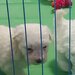 Vand Bichon frise
