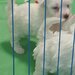 Vand Bichon frise