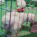 Vand Bichon frise