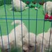 Vand Bichon frise