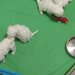 Vand Bichon frise